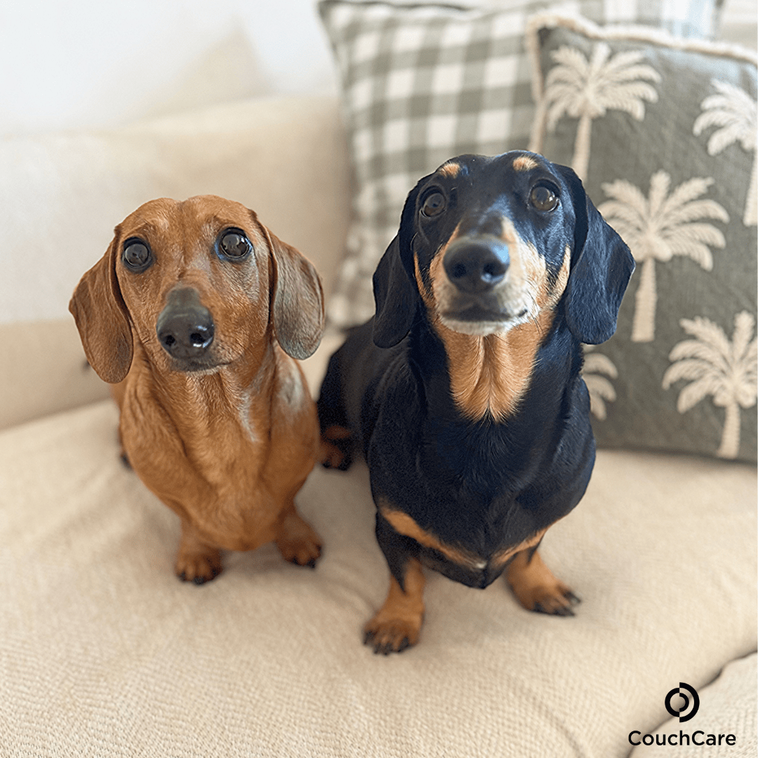 CouchCare™️ Couch Protector