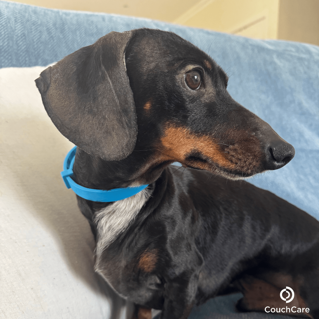 CouchCare™️ Couch Protector
