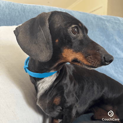 CouchCare™️ Couch Protector