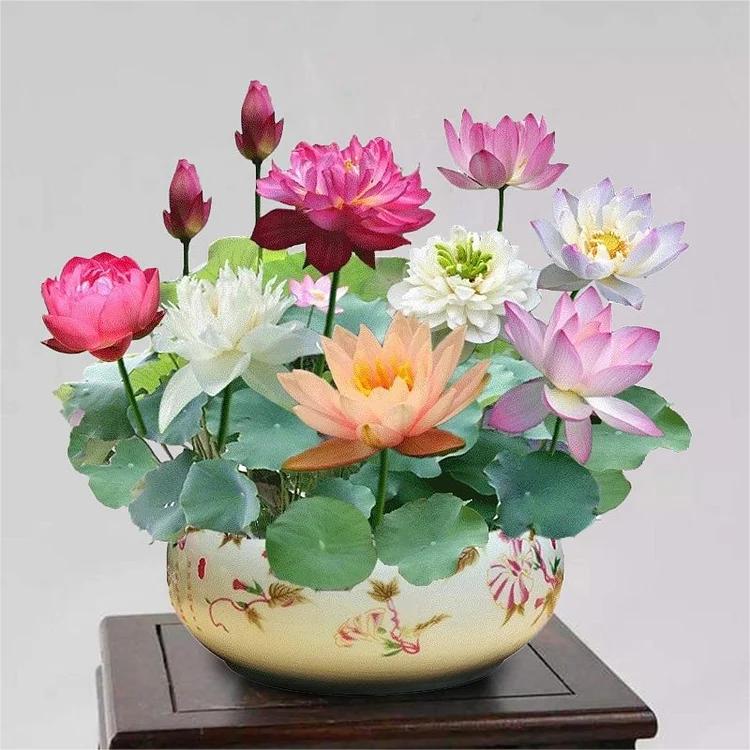 FloraGem™ | Vibrant & Easy to Grow