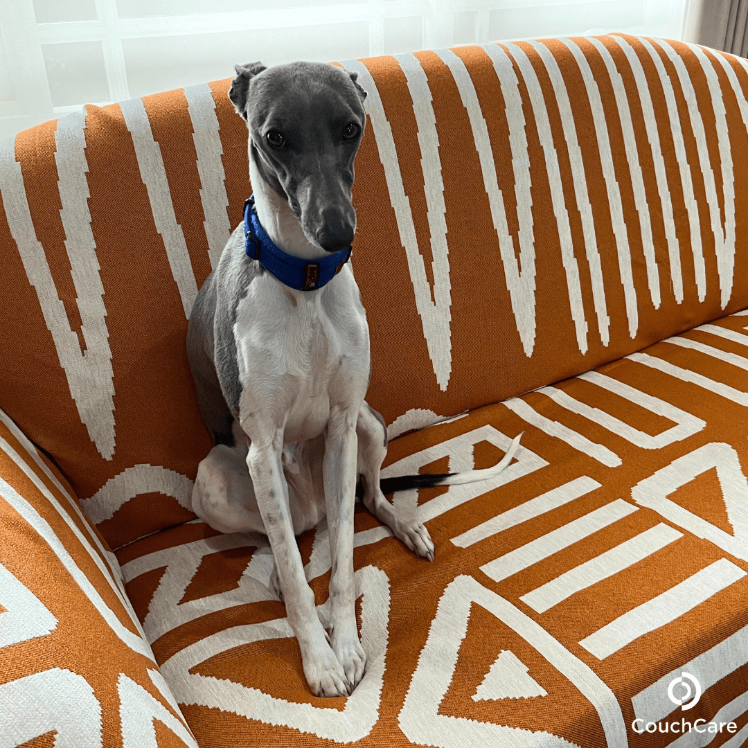 CouchCare™️ Couch Protector