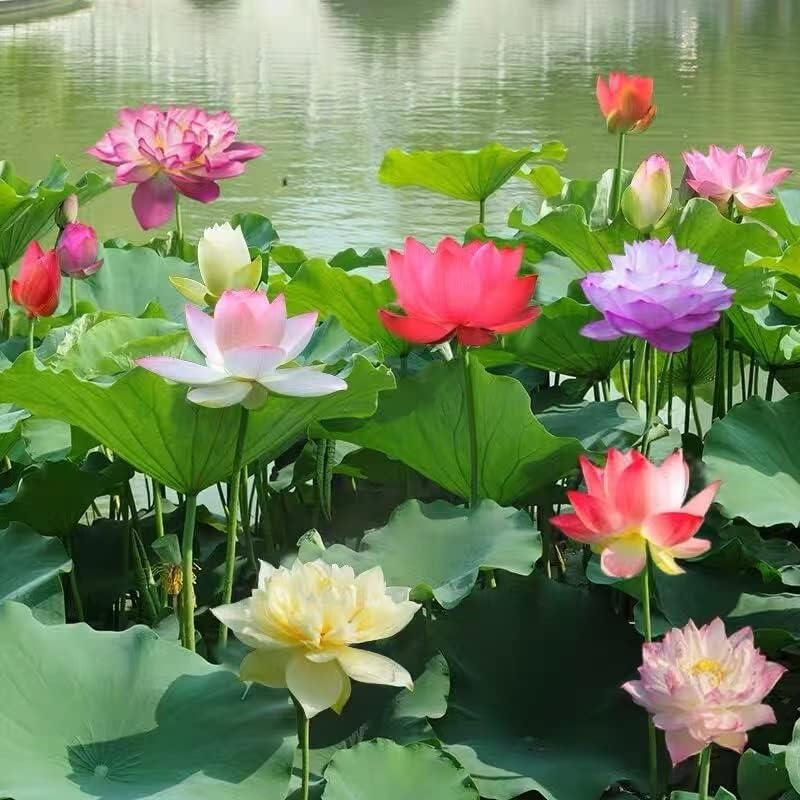 FloraGem™ | Vibrant & Easy to Grow