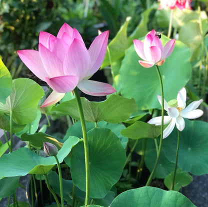 FloraGem™ | Vibrant & Easy to Grow